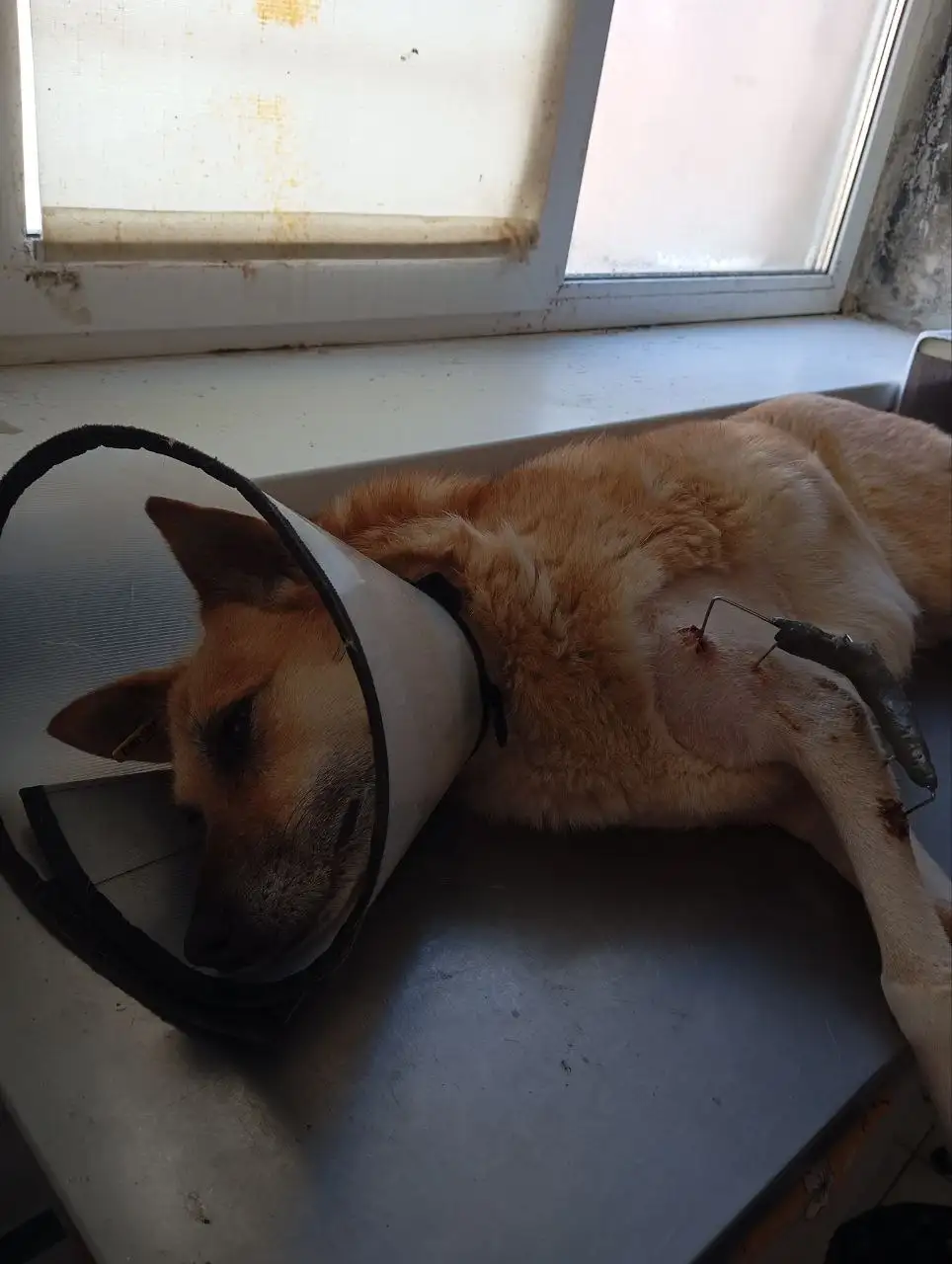 Сбор средств на лечение собаки Рыжули - Животные в Саратов