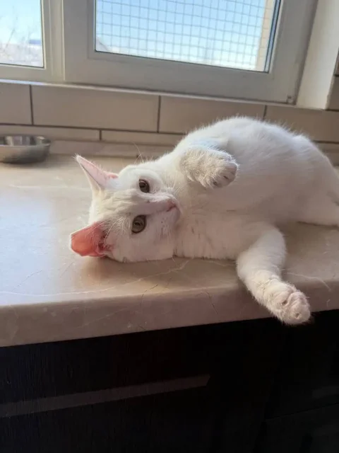 Поиск финкураторов для кошки Фроси - Кошки в Шумейка