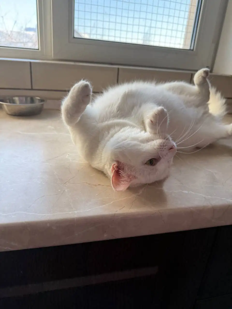 Поиск финкураторов для кошки Фроси - Кошки (Животные) в Шумейка