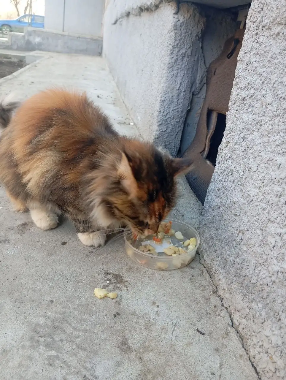 Найдена кошка породы Мейн кун в Саратове - Кошки (Животные) в Саратов