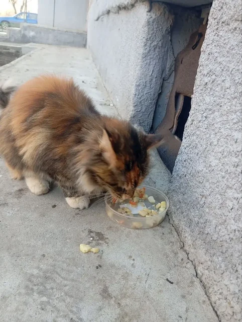 Найдена кошка породы Мейн кун в Саратове - Корм в Саратов