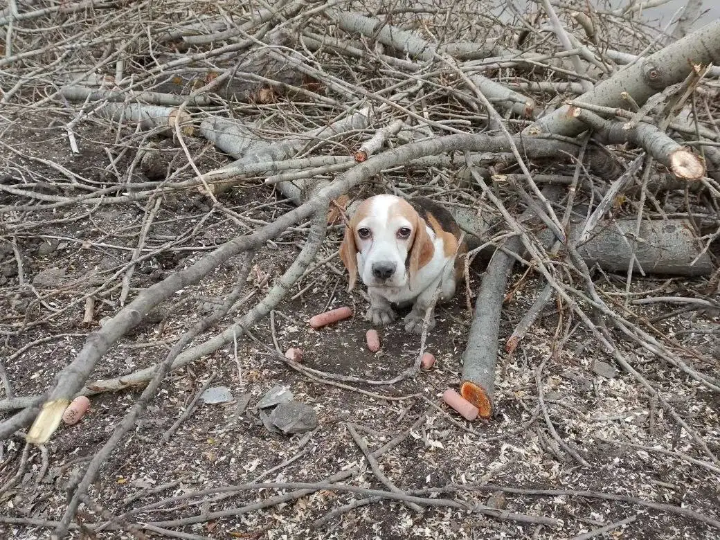Найдена собака на 4 дачной в Саратове - Собаки (Животные) в Саратов