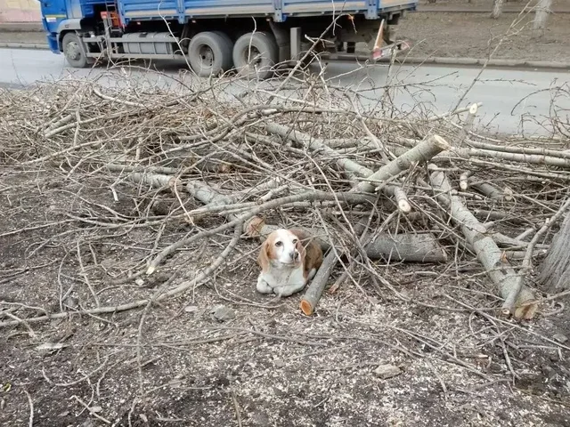 Бездомная беременная собака в Саратове - Корм в Саратов