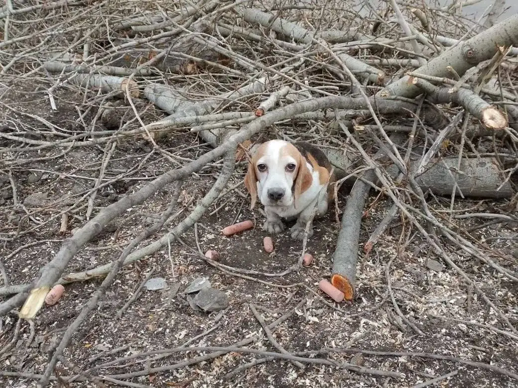 Бездомная беременная собака в Саратове - Собаки (Животные) в Саратов