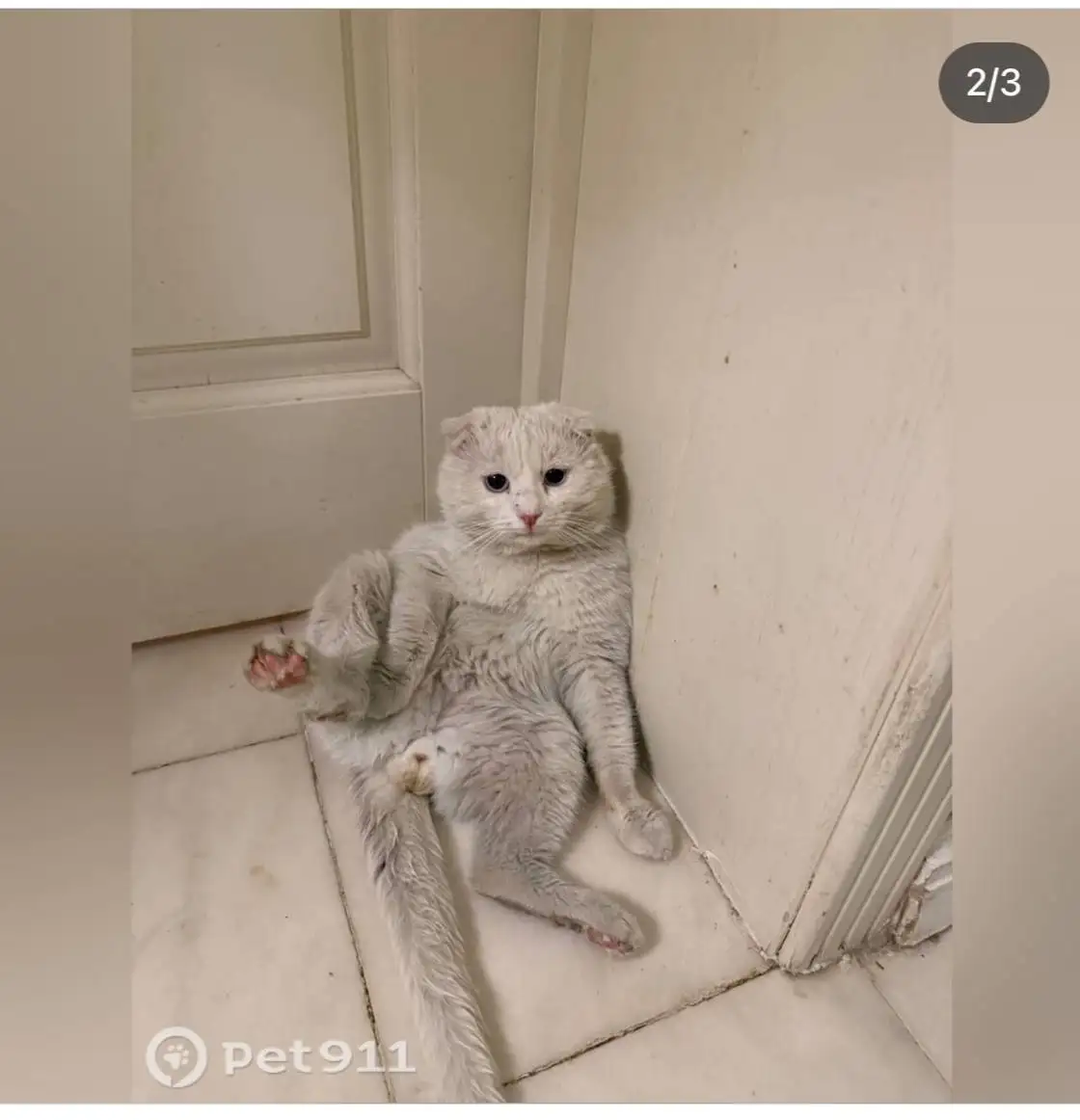 Найдена кошка в Энгельсе - Кошки (Животные) в Энгельс