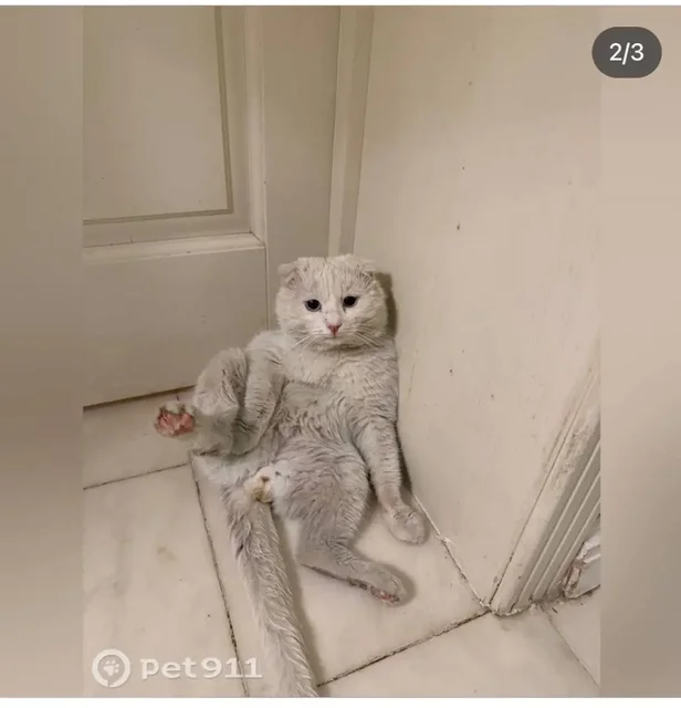 Найдена кошка в Энгельсе - Кошки в Энгельс