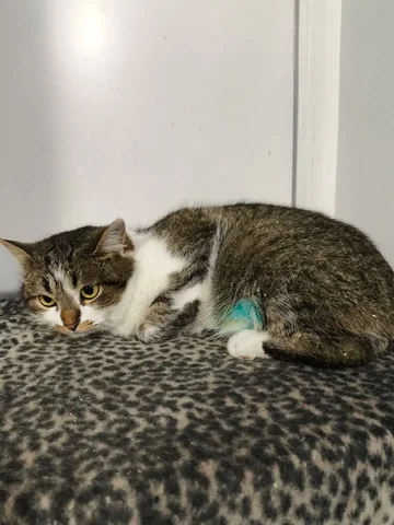 Сбор средств на содержание и лечение кошки Матрешки - Кошки в Саратов