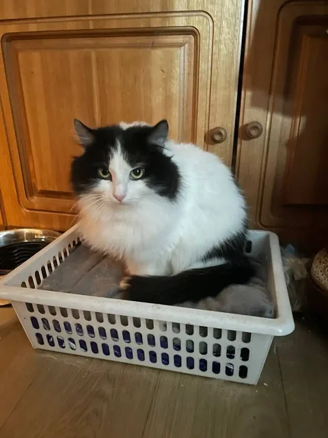 Кошечка Сонечка ищет дом - Корм в Саратов