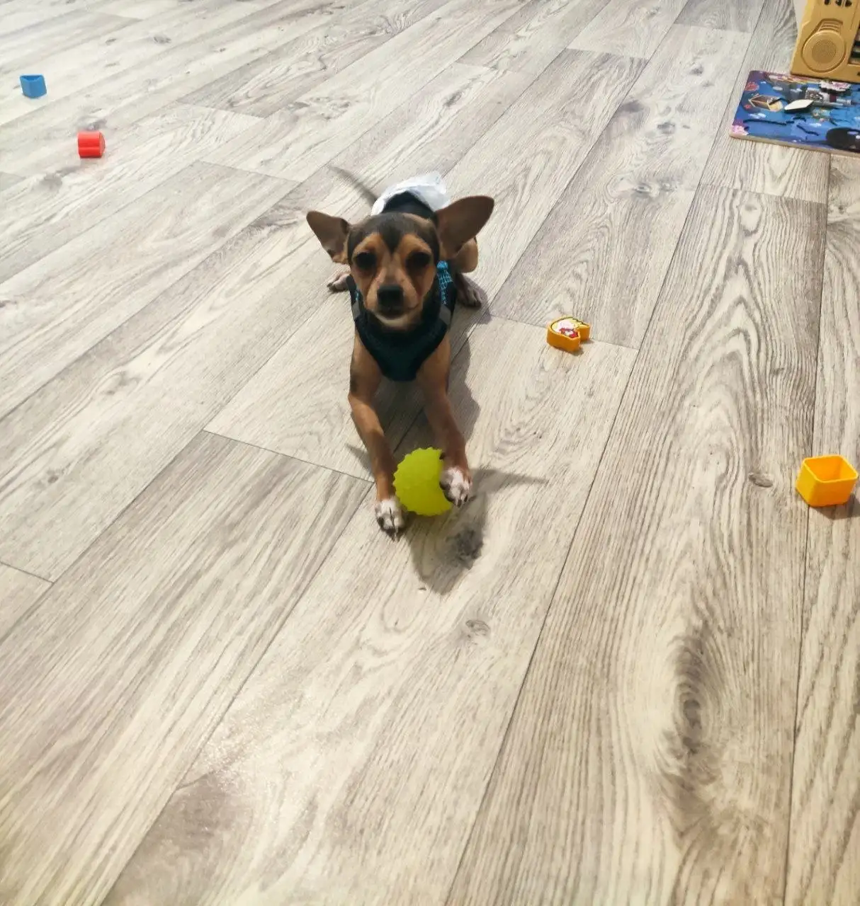 Помощь в оплате зоо такси для собаки в ПУГАЧЕВ - Собаки (Животные) в ПУГАЧЕВ