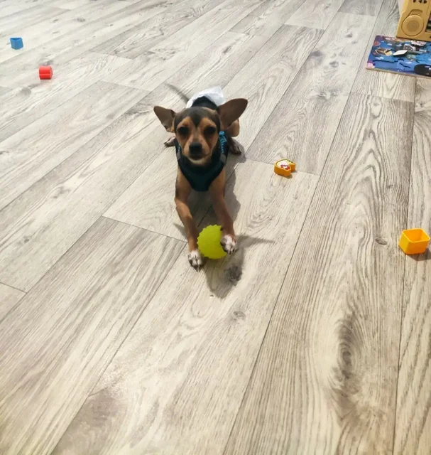 Помощь в оплате зоо такси для собаки в ПУГАЧЕВ - Животные в ПУГАЧЕВ