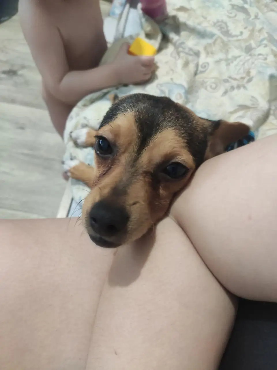 Помощь в оплате зоо такси для собаки в ПУГАЧЕВ - Собаки (Животные) в ПУГАЧЕВ