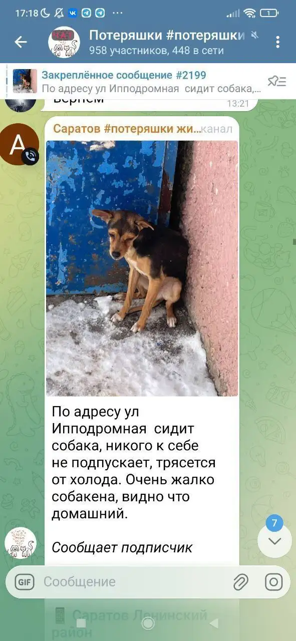 Помощь в оплате зоо такси для собаки в ПУГАЧЕВ - Собаки (Животные) в ПУГАЧЕВ