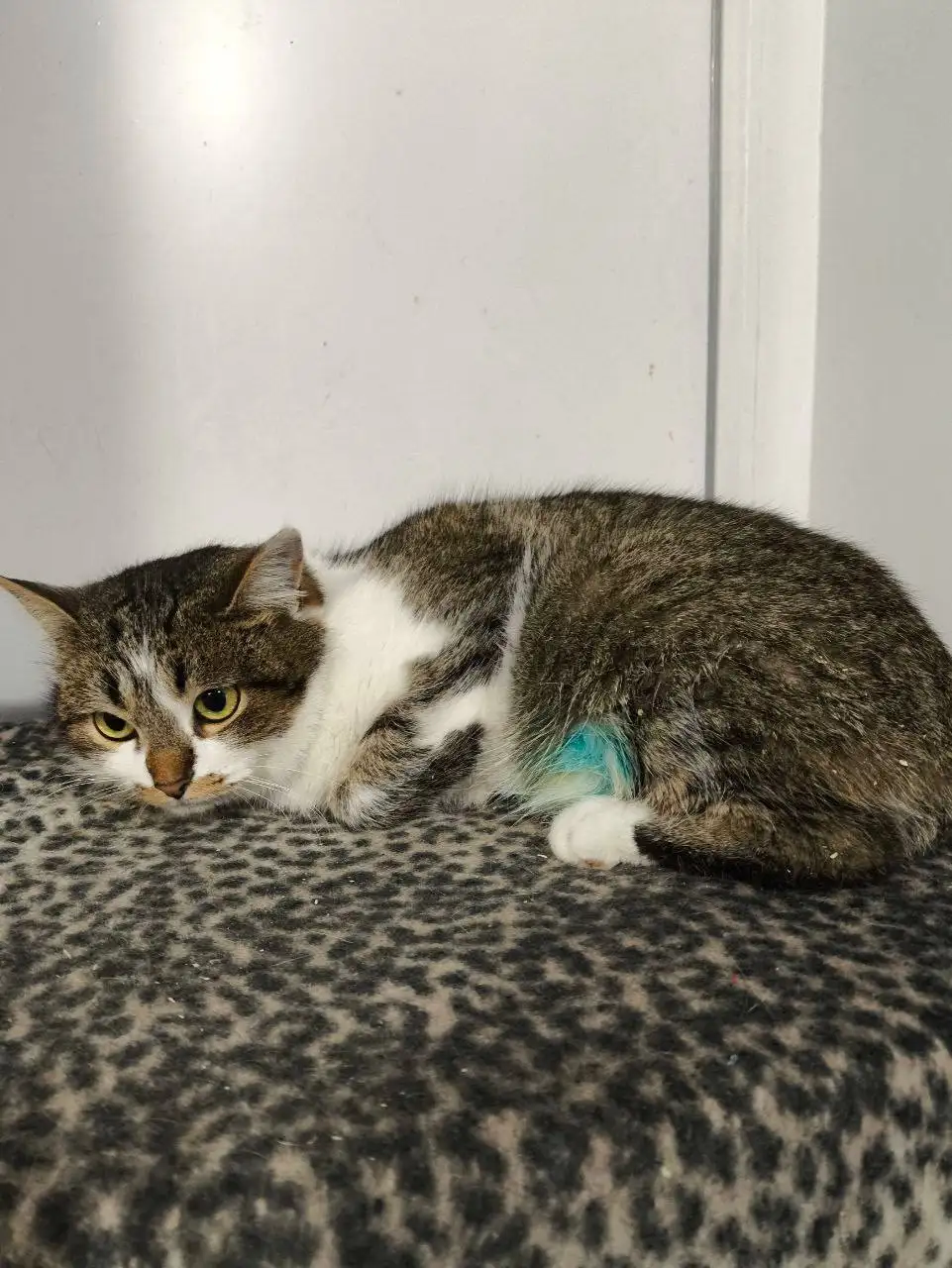 Кошка Матрешка ищет дом в Саратове - Кошки (Животные) в Саратов