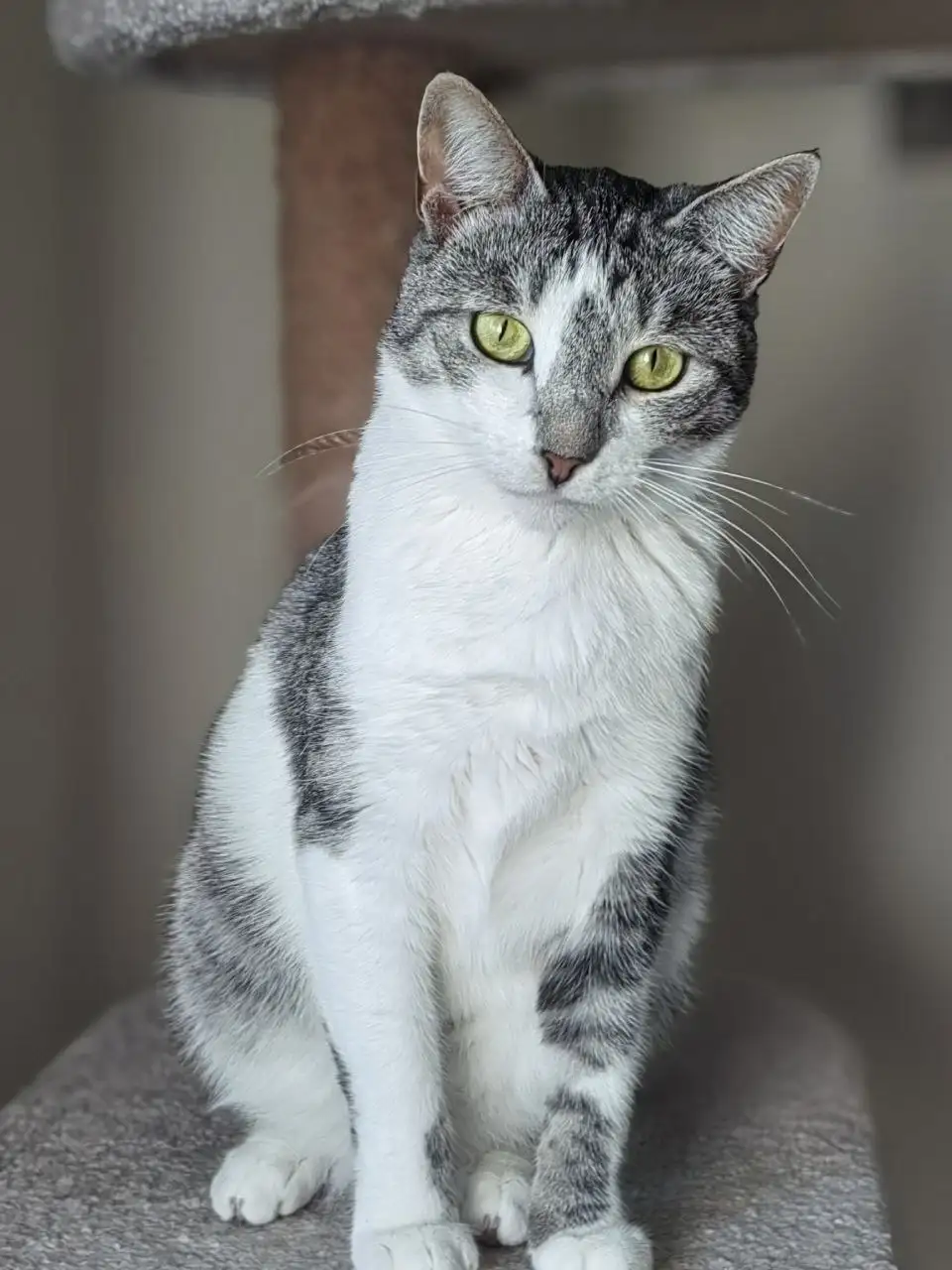 Пристройство кошек Мурзика и Маруси в Саратове - Кошки (Животные) в Саратов