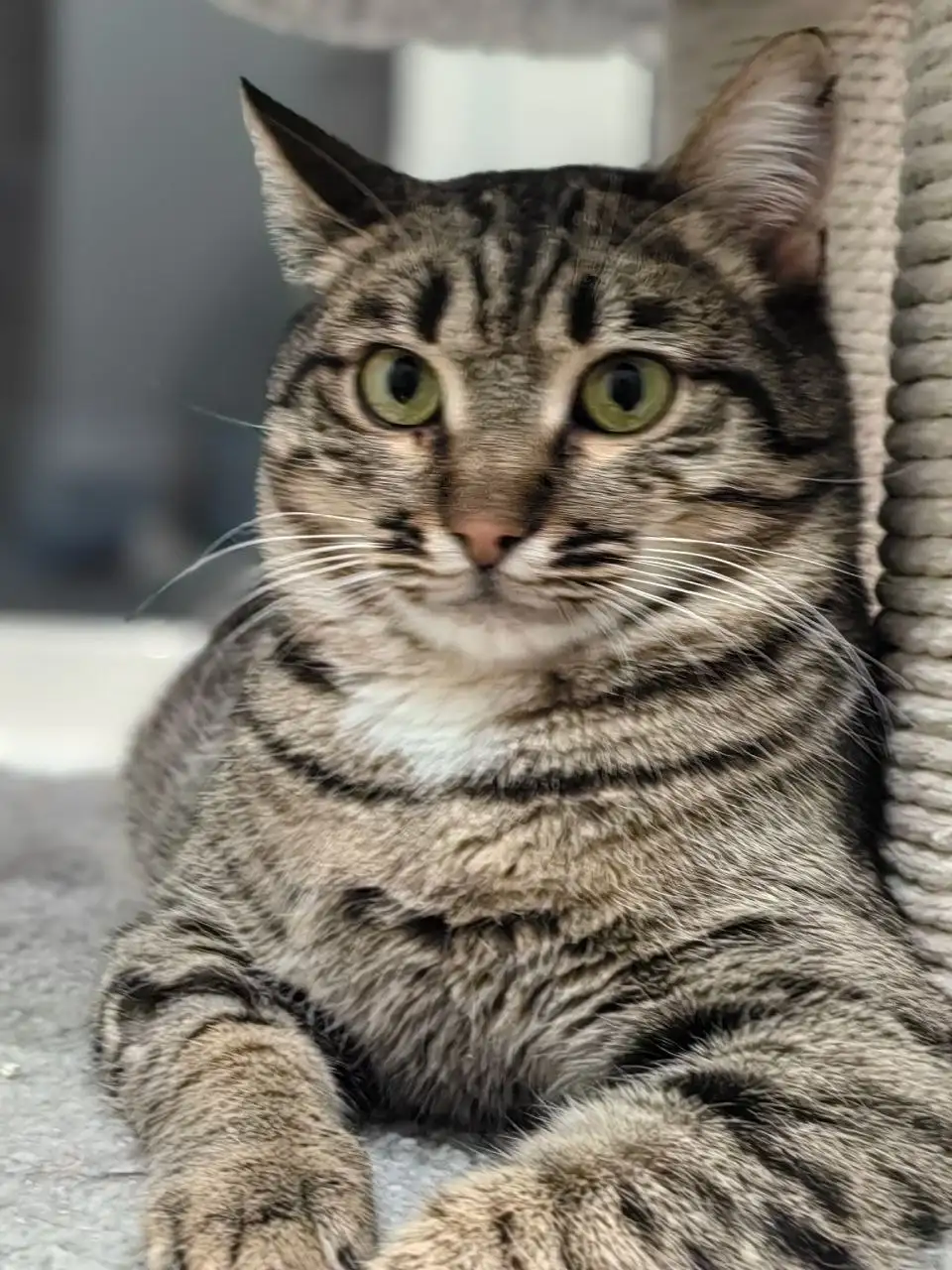 Пристройство кошек Мурзика и Маруси в Саратове - Кошки (Животные) в Саратов