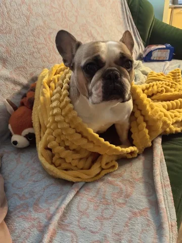 Потерялась собака Зара в Саратове - Передержка/Приют в Саратов