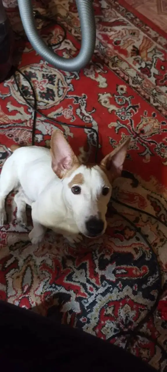 Найдена собака (кобель) в Энгельсе - Собаки (Животные) в Энгельс