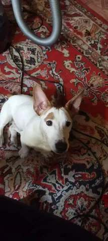 Найдена собака (кобель) в Энгельсе - Собаки в Энгельс