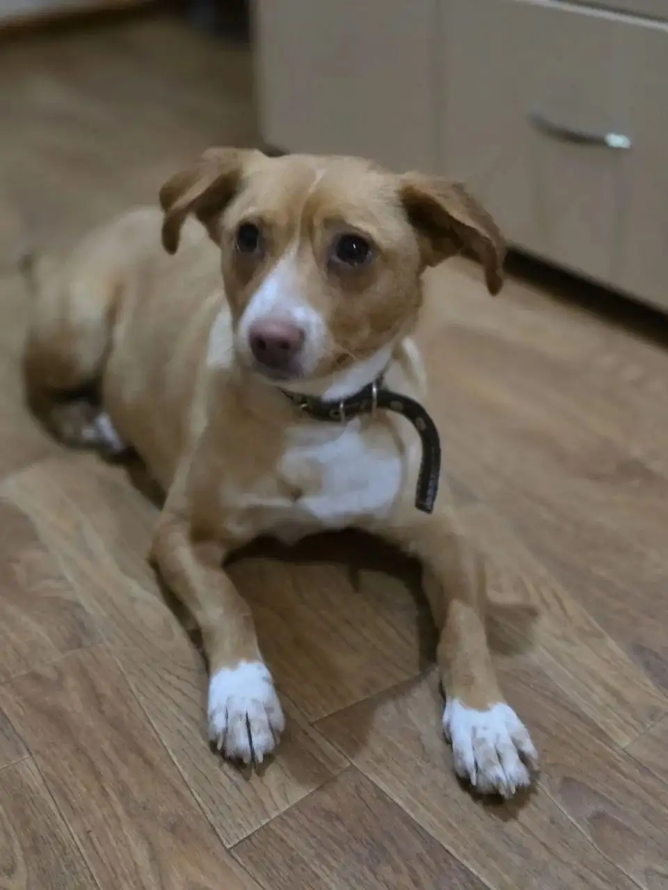 Сбор на передержку для спасенной кошки Бусинки - Кошки (Животные) в Саратов