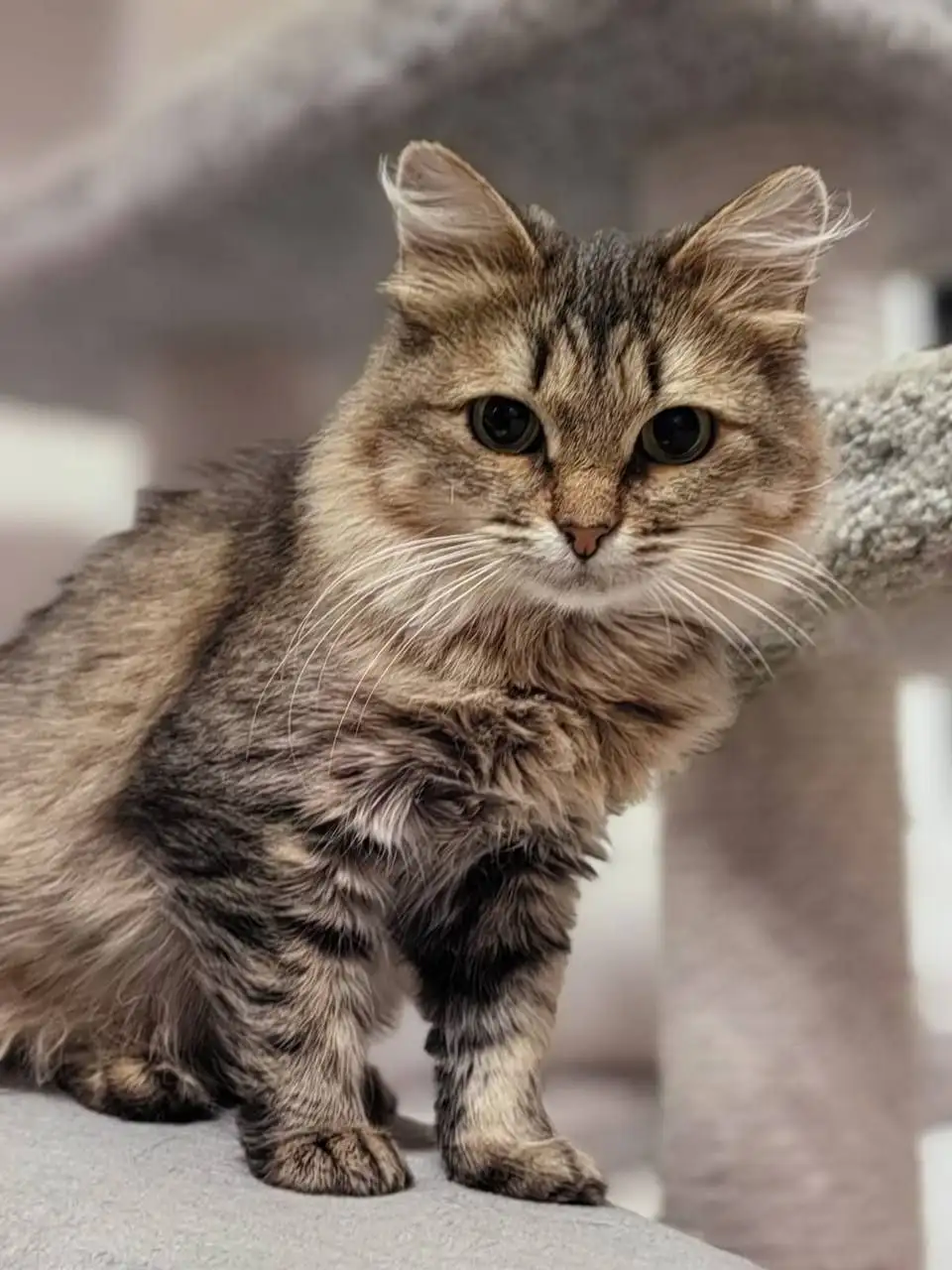 Сбор на корм и передержку для кошки Нюши - Кошки (Животные) в Саратов