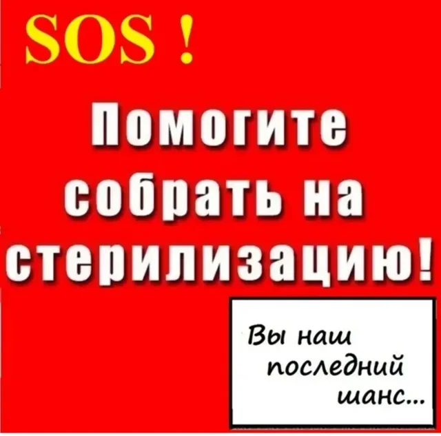 Срочный сбор на стерилизацию кошки Джемы - Передержка/Приют в Саратов
