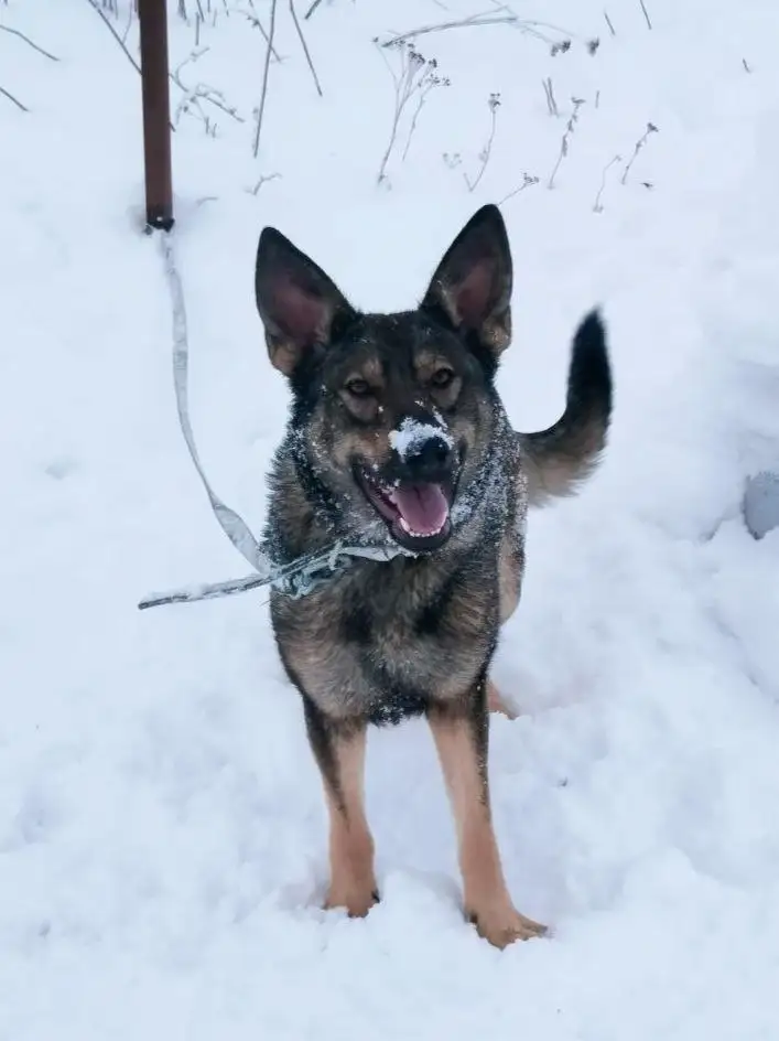 Срочный сбор на стерилизацию кошки Джемы - Ветеринарные услуги/Стерилизация (Животные) в Саратов