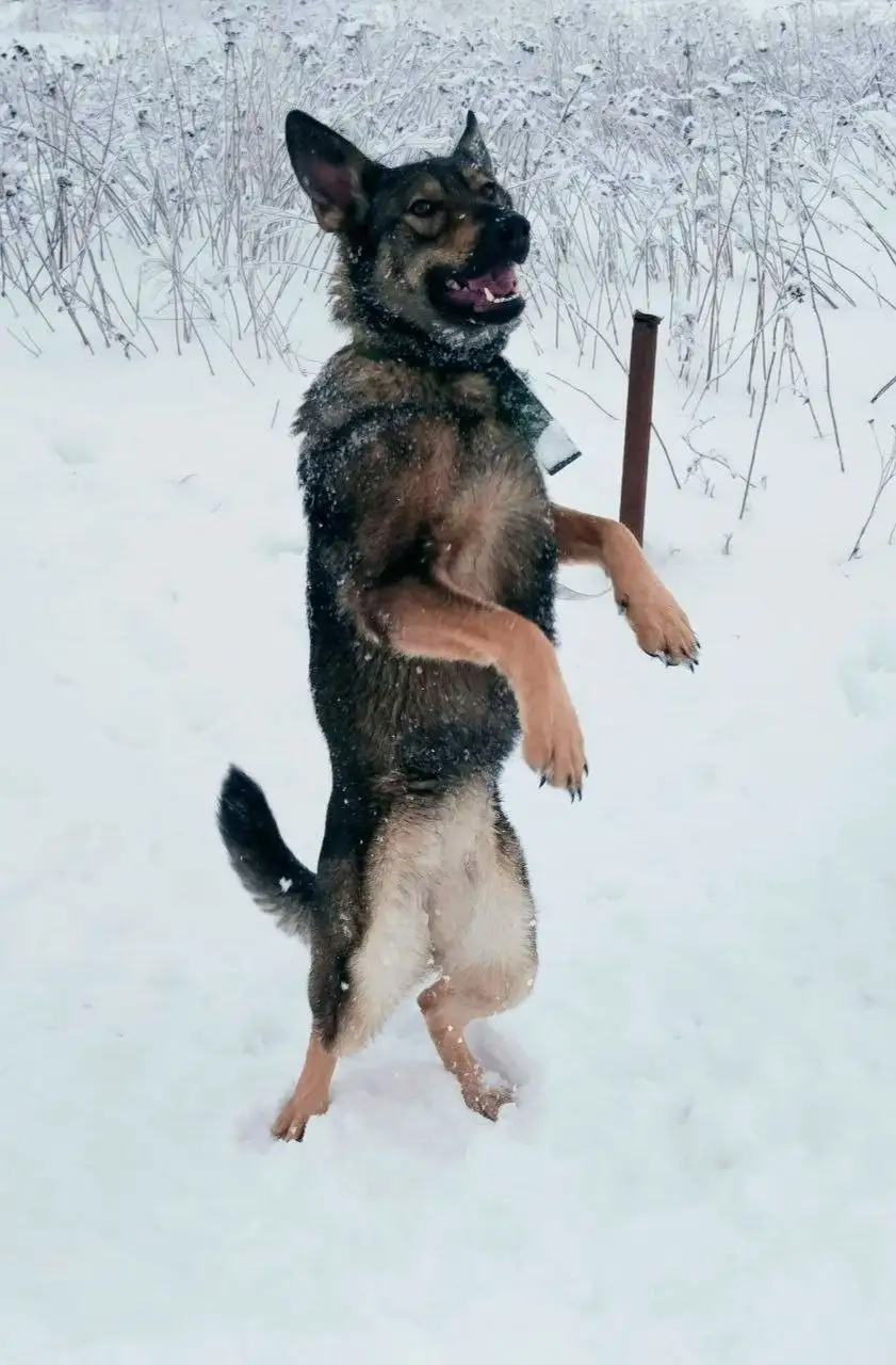 Срочный сбор на стерилизацию кошки Джемы - Ветеринарные услуги/Стерилизация (Животные) в Саратов