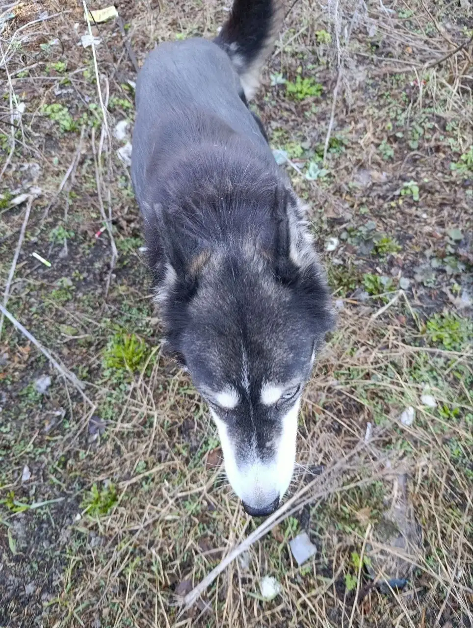 Хаски мальчик с поводком на Миллеровской - Собаки (Животные) в Саратов