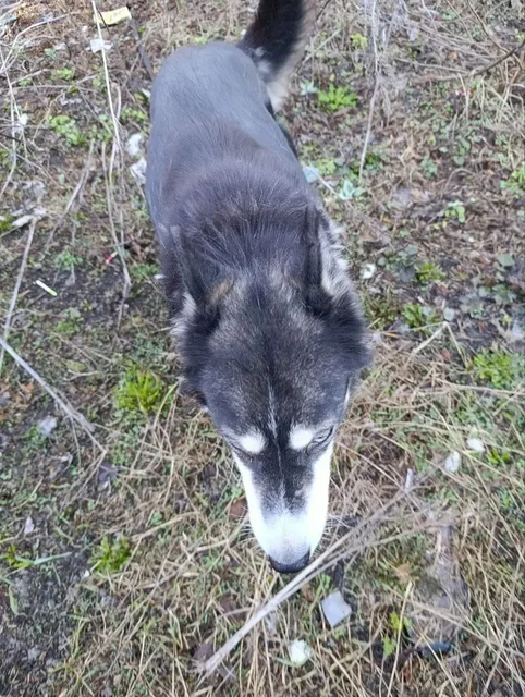 Хаски мальчик с поводком на Миллеровской - Передержка/Приют в Саратов