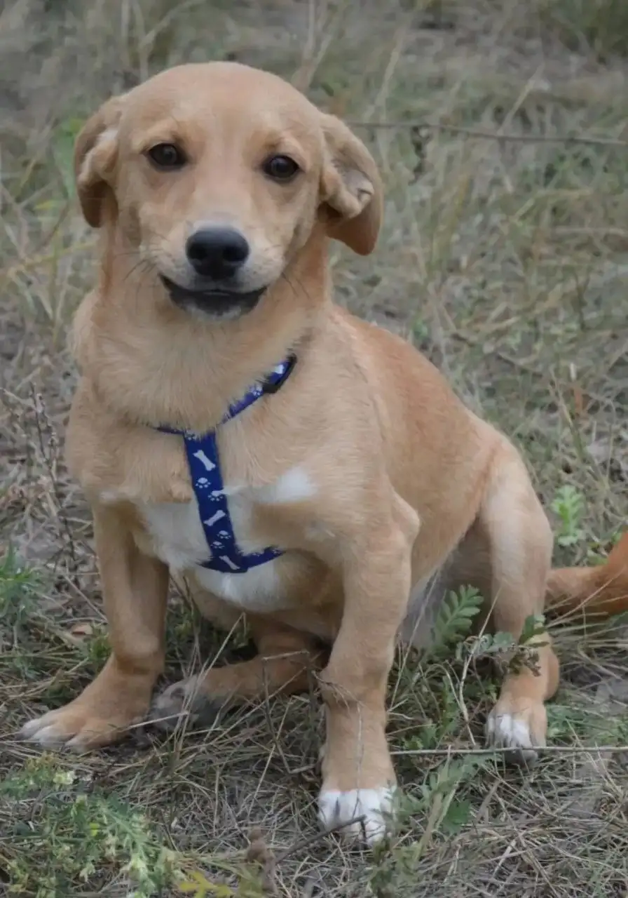 Потерян рыжий кот Дейл в Саратове - Потерянные животные (Животные) в Саратов