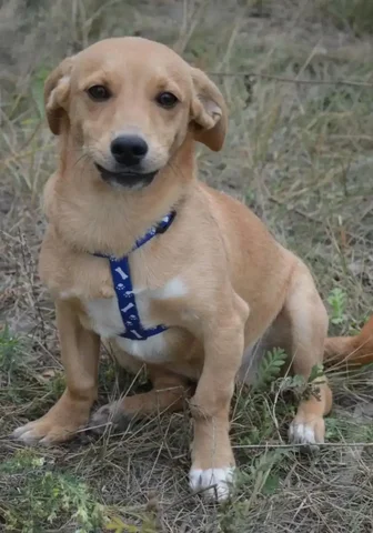 Потерян рыжий кот Дейл в Саратове - Передержка/Приют в Саратов