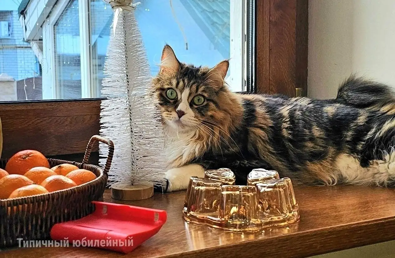 Потеряна кошка породы курильский бобтейл в Саратове - Кошки (Животные) в Саратов