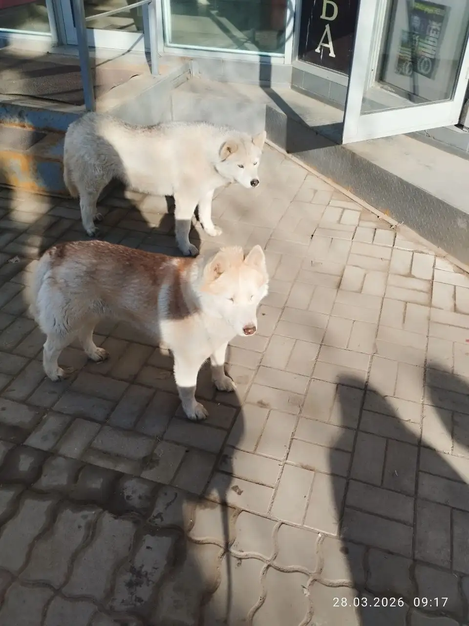 Потерянные хаски в Энгельсе - Собаки (Животные) в Энгельс