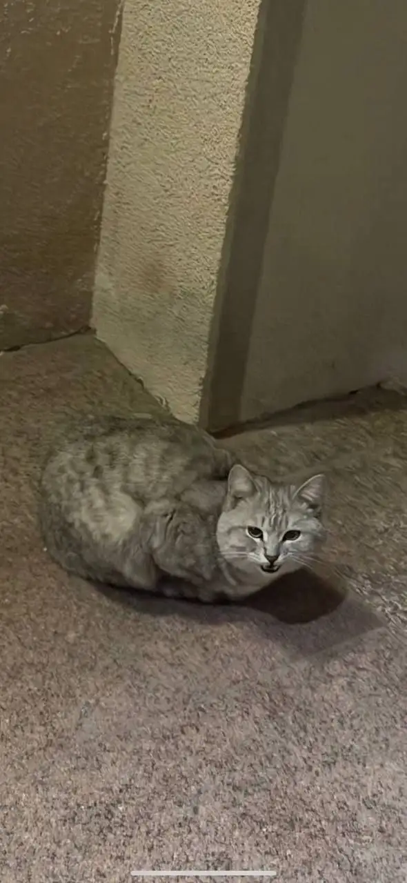 Нужен дом для кошки - Кошки (Животные) в Саратов