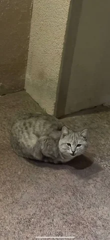 Нужен дом для кошки - Передержка/Приют в Саратов