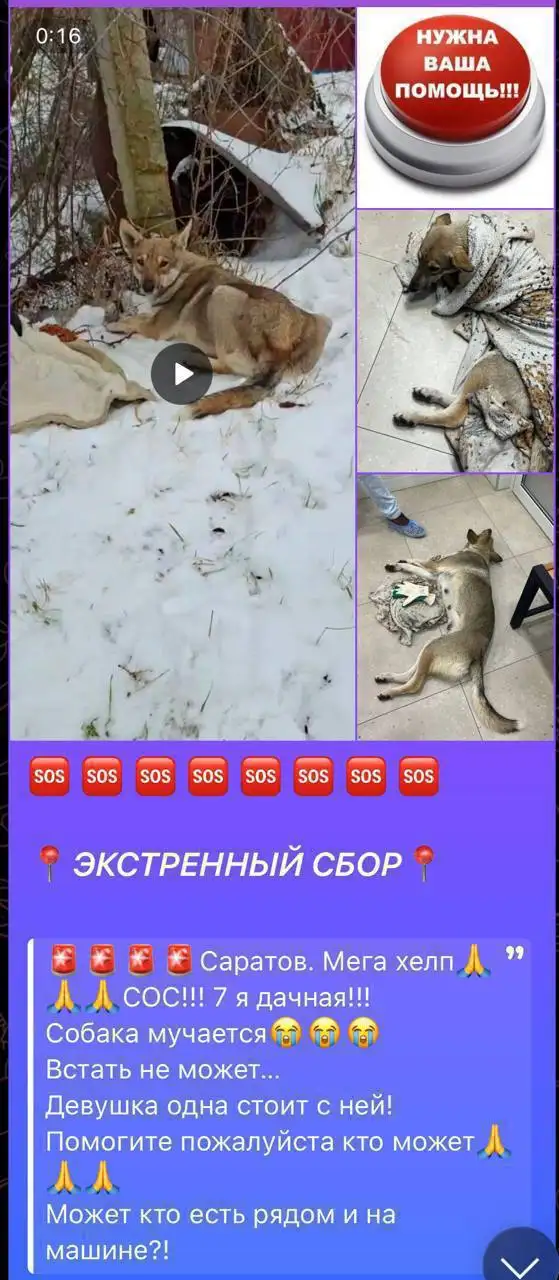 Сбор средств на передержку и корм для кошки Тиши - Кошки (Животные) в Саратов