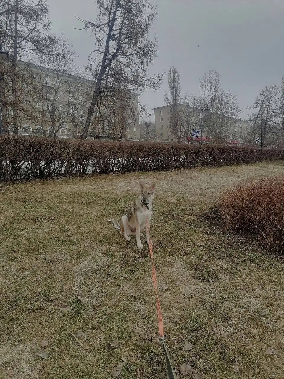 Сбор средств на передержку и лечение кошки Тиши в Саратове - Животные в Саратов