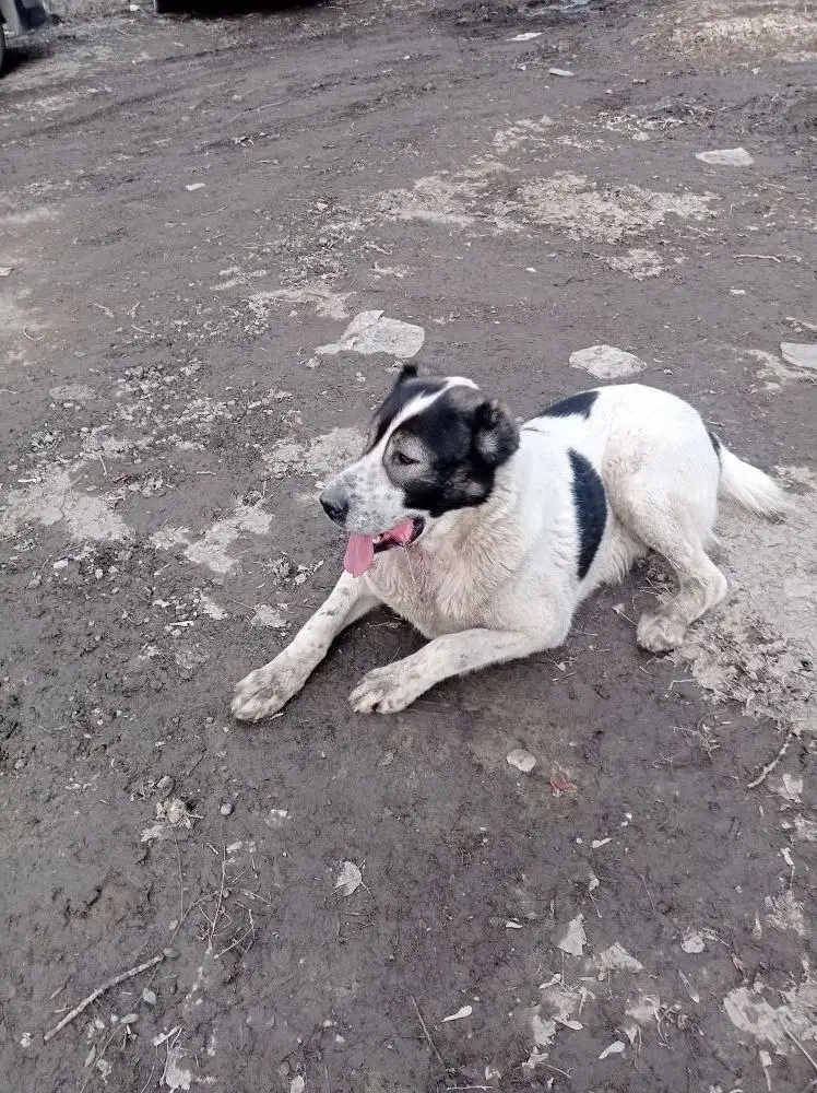 Потерявшаяся собака в Саратове - Собаки (Животные) в Саратов