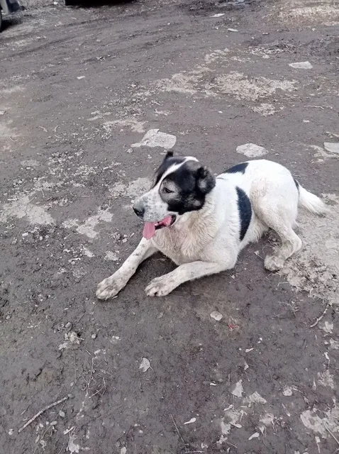 Потерявшаяся собака в Саратове - Животные в Саратов