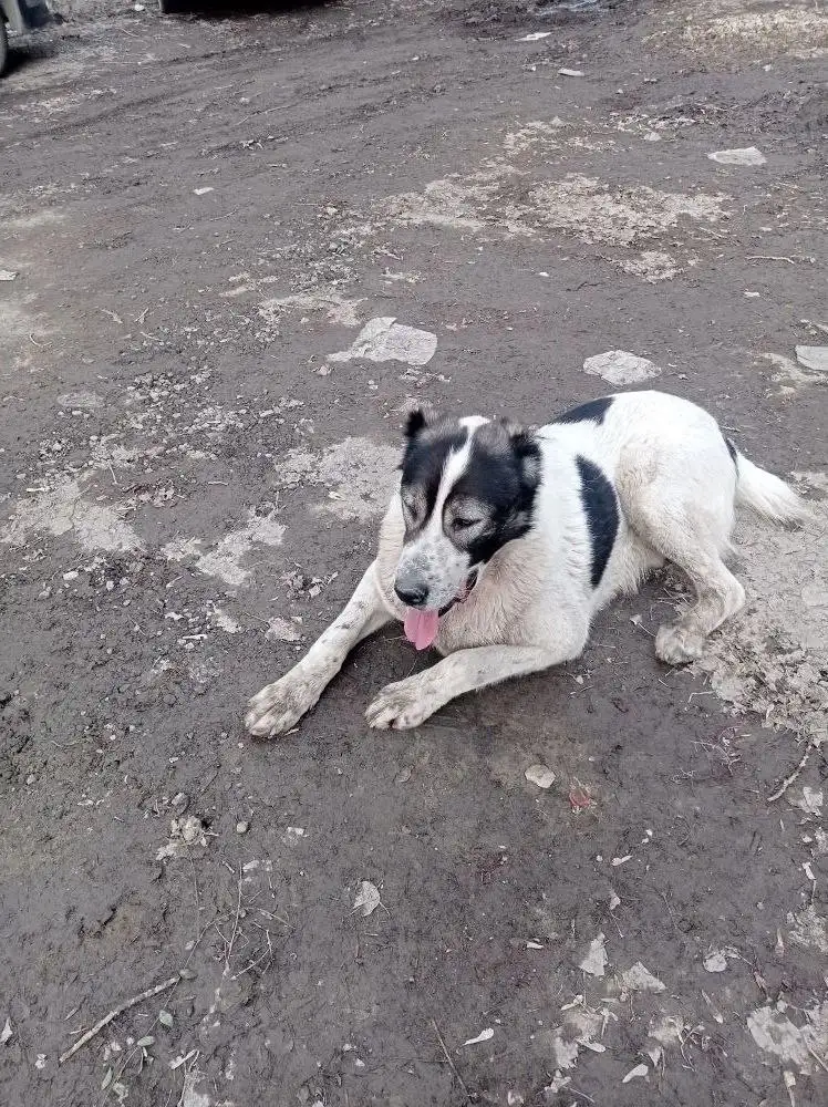 Потерявшаяся собака в Саратове - Собаки (Животные) в Саратов