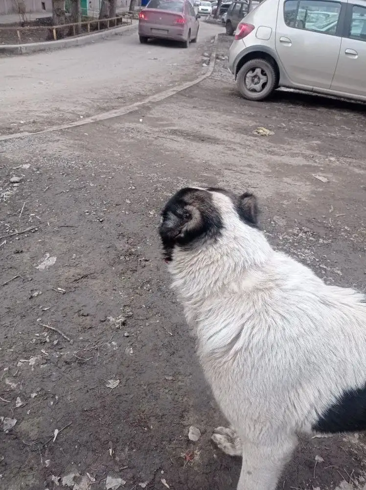 Потерявшаяся собака в Саратове - Собаки (Животные) в Саратов