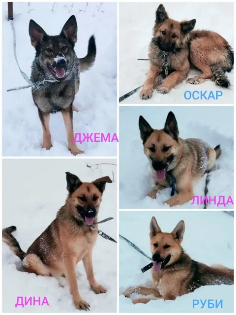 Сбор средств на передержку собак из приюта - Животные в Саратов