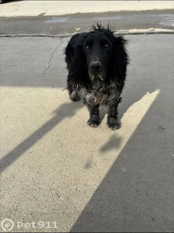 Найдена собака породы Спаниель в Саратове - Животные в Саратов