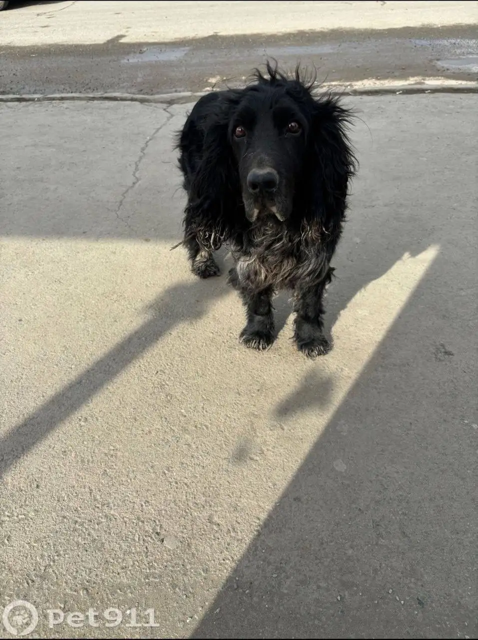 Найдена собака породы Спаниель в Саратове - Собаки (Животные) в Саратов