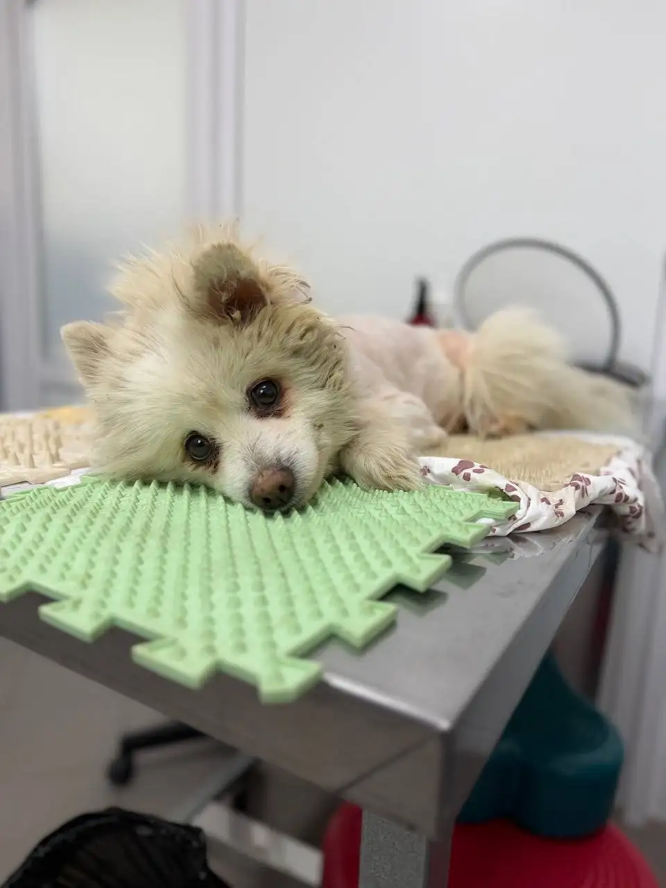 Реабилитация собаки Урана после стационара - Животные в Саратов