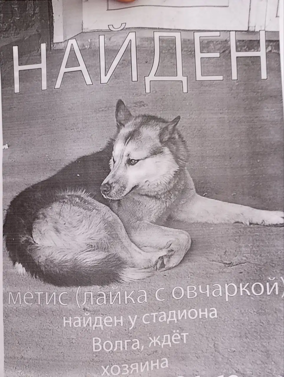 Собака для пристройства - Собаки (Животные) в Саратов