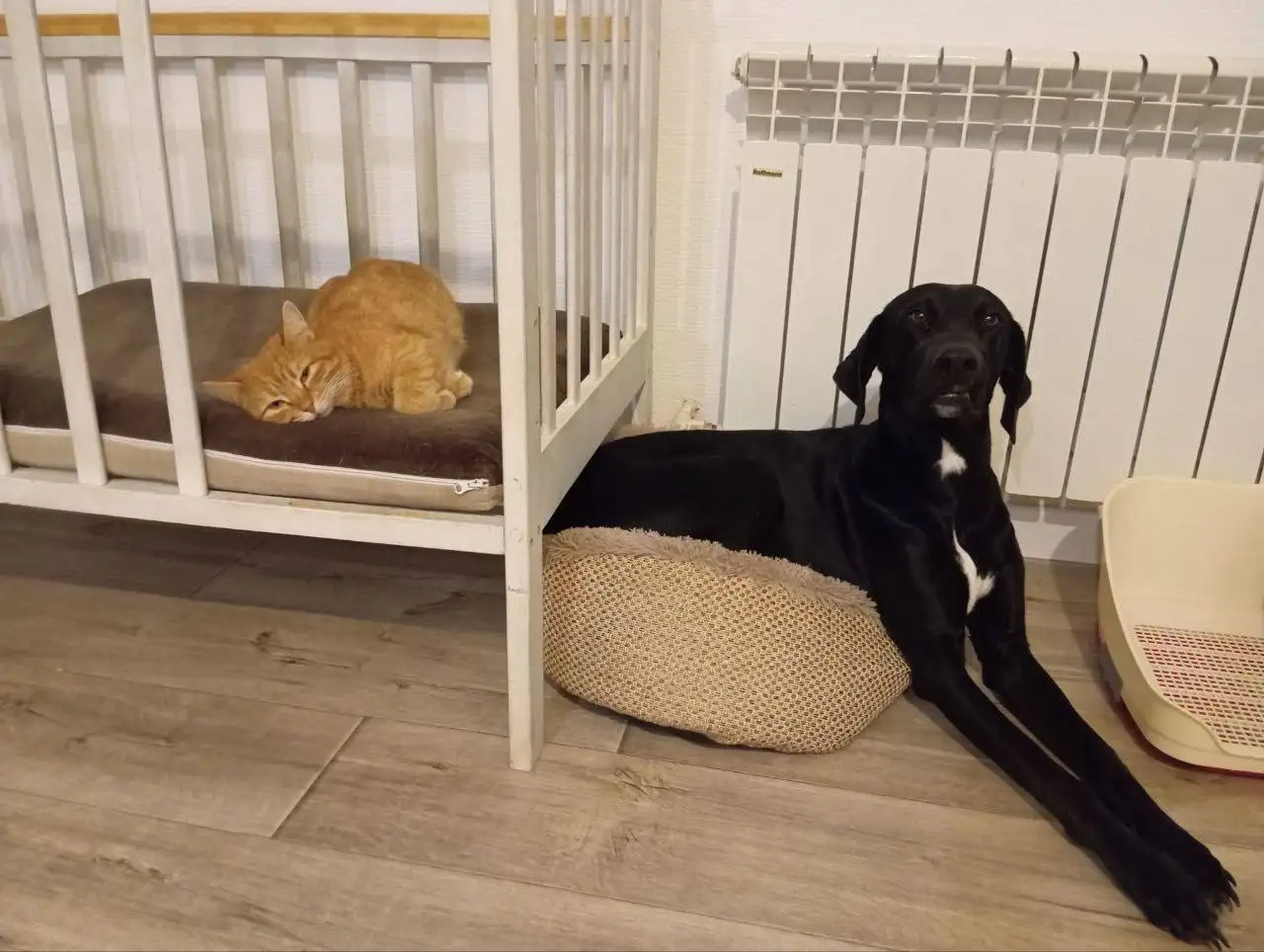 Просьба помощи в оплате передержки для Бэкки - Животные в Саратов