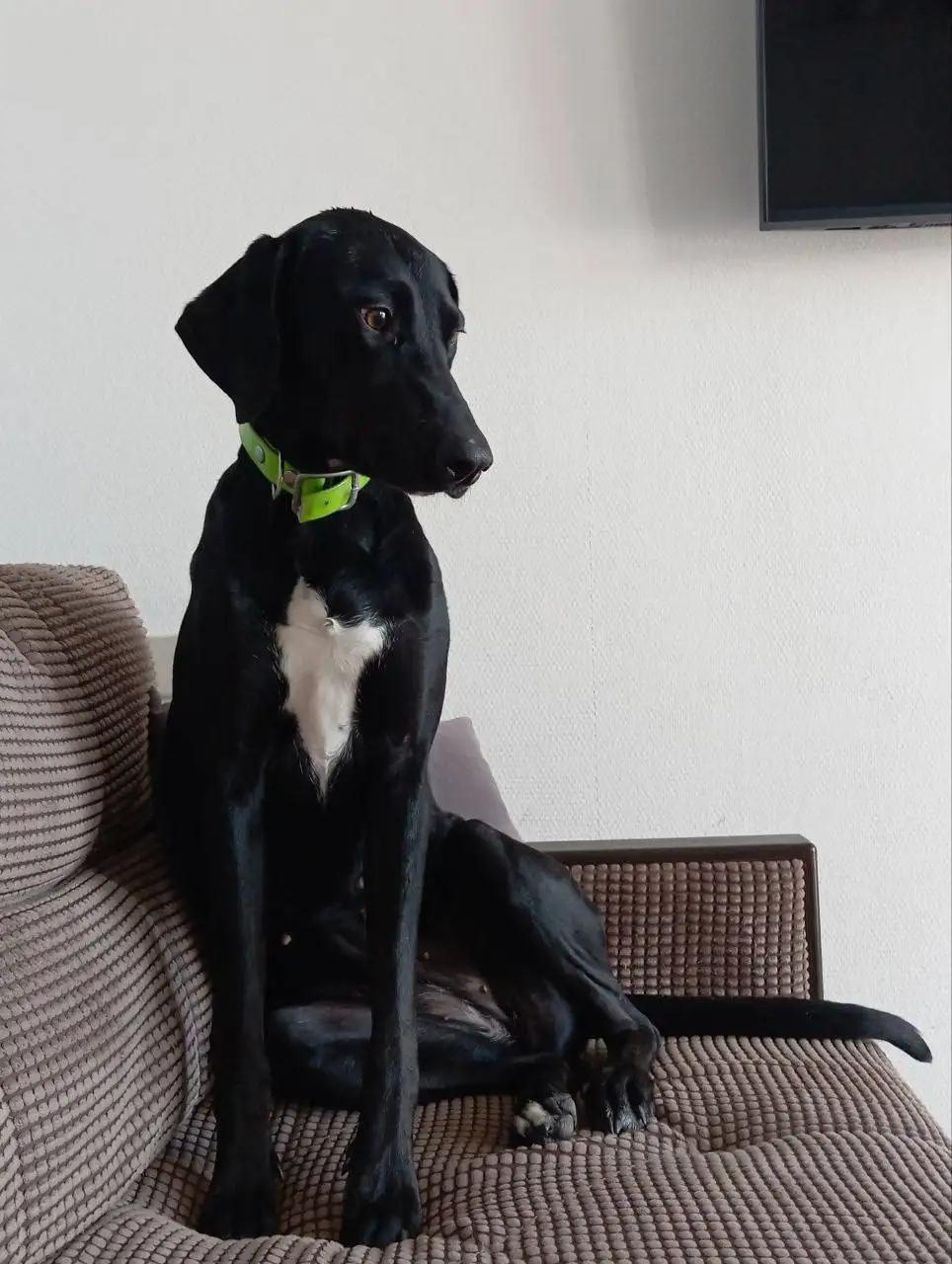 Просьба помощи в оплате передержки для Бэкки - Животные в Саратов