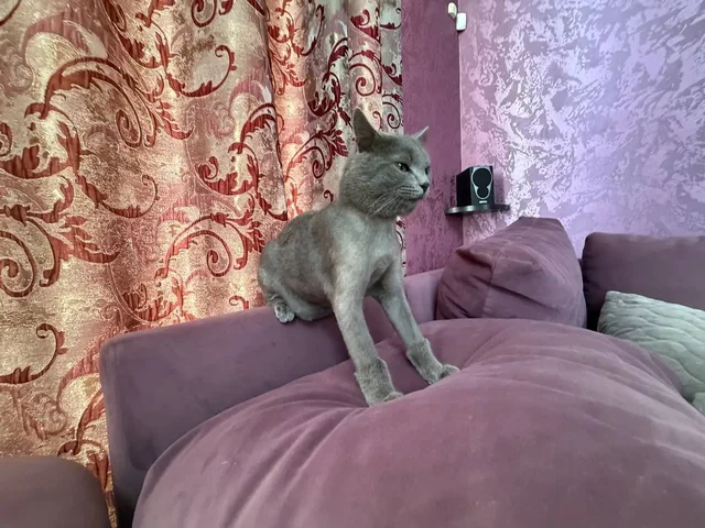 Пропал кот Чижик в Волжском районе - Потерянные животные в Саратов