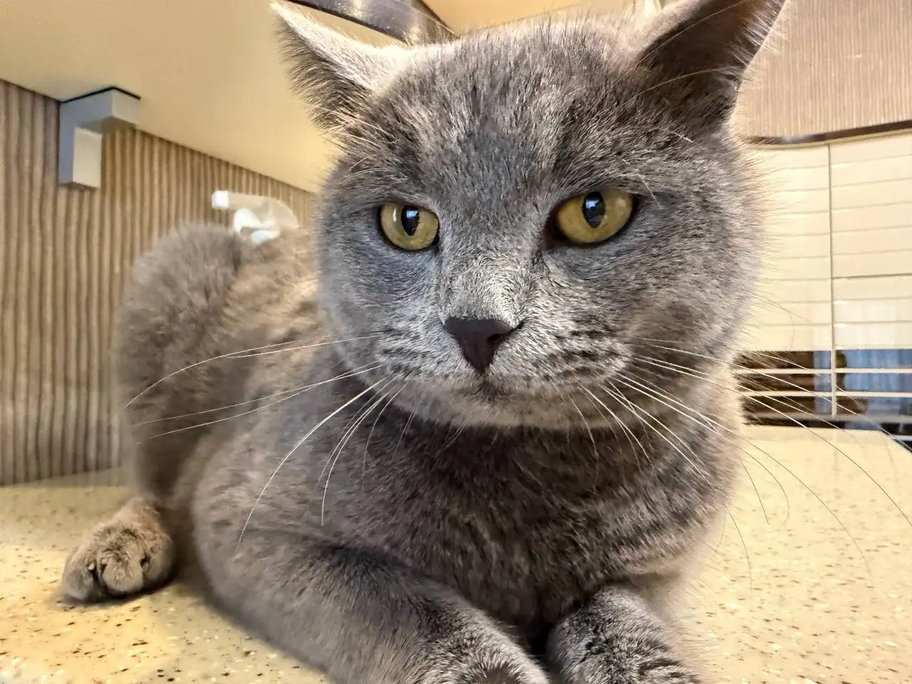 Пропал кот Чижик в Волжском районе - Потерянные животные (Животные) в Саратов